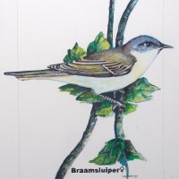 Veugel sjotterie