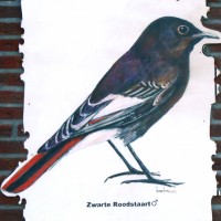 Veugel sjotterie