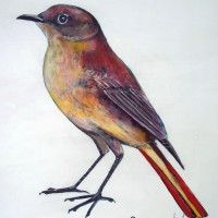 Veugel sjotterie