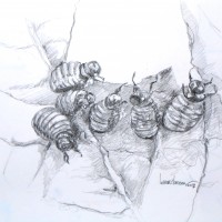 Rundje Krang