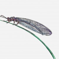 Insectenhotel
