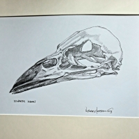 Kraaien