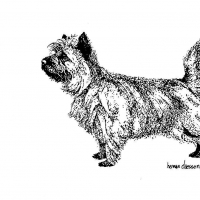 Honden