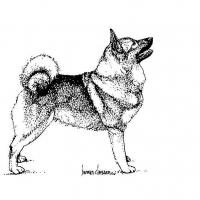 Honden