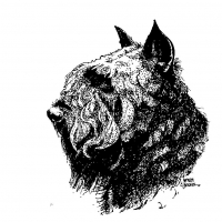 Honden