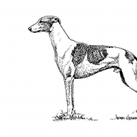 Honden