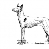 Honden