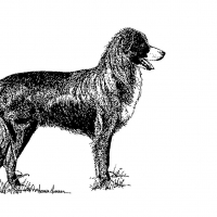 Honden