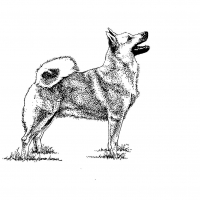 Honden