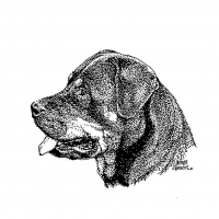 Honden