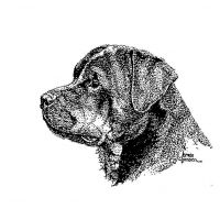 Honden