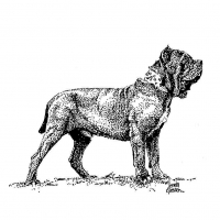 Honden
