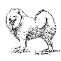 Honden