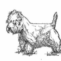 Honden