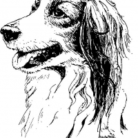 Honden
