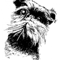 Honden