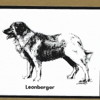 Honden