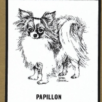 Honden