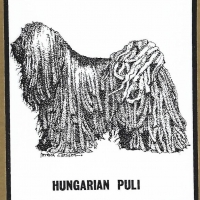 Honden