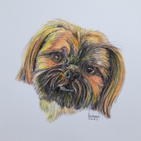 Honden
